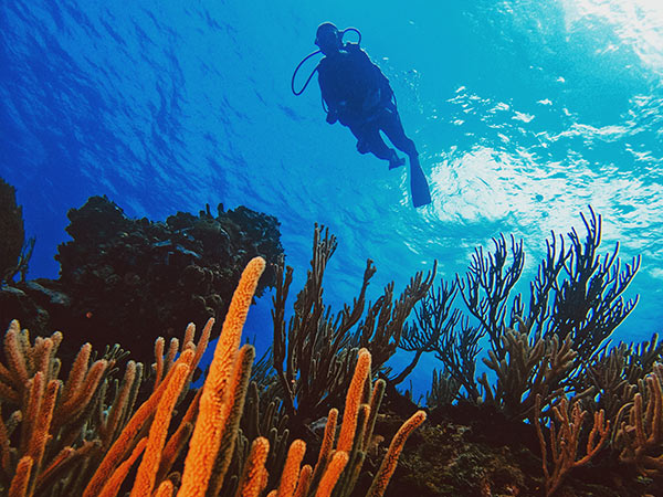 Saona Island Scuba Diving: Explore Coral Reefs and Marine Life with Diving DR