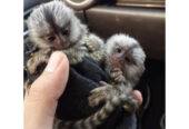 Cute, Healthy Marmoset Monkeys