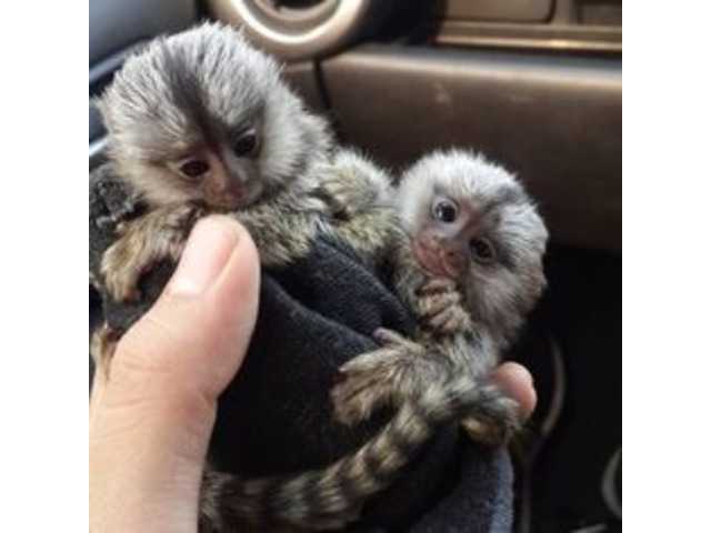 Cute, Healthy Marmoset Monkeys