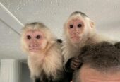 Home trained baby Capuchin monkeys for Sale.