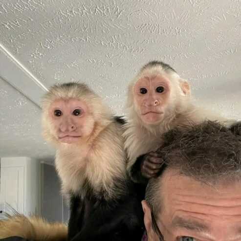 Home trained baby Capuchin monkeys for Sale.