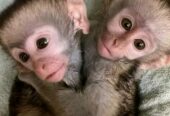 Top quality baby Capuchin monkeys Available