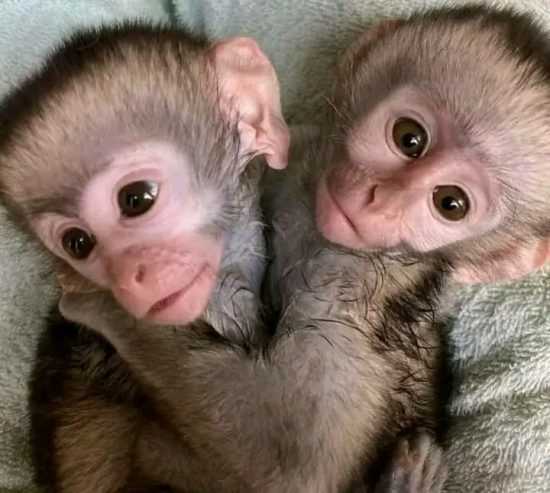 Top quality baby Capuchin monkeys Available