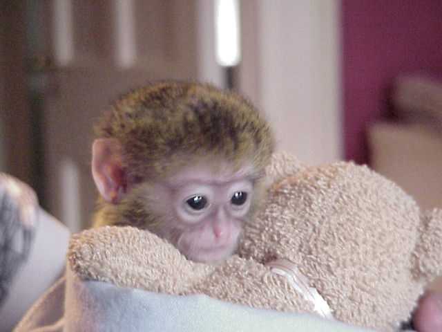 Home trained baby Capuchin monkeys for Sale.