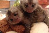 Top quality baby marmoset monkeys for sale