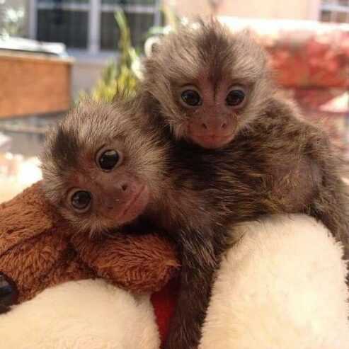 Top quality baby marmoset monkeys for sale