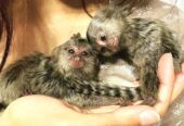 Top quality baby marmoset monkeys for sale