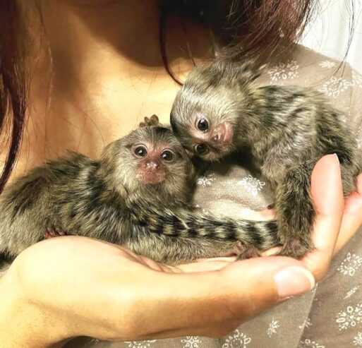 Top quality baby marmoset monkeys for sale