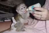 Top quality baby Capuchin monkeys Available