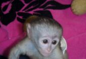 Top quality baby Capuchin monkeys Available