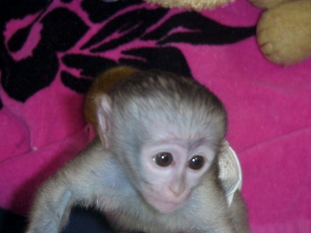 Top quality baby Capuchin monkeys Available